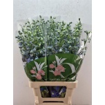 Delphinium Kukekannus Aurora Blue 70cm