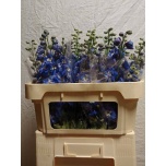Delphinium Kukekannus Aurora Blue 70cm