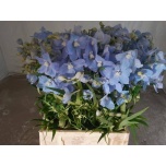Delphinium Kukekannus Ballkleid 50cm