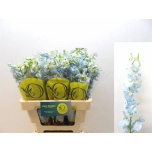Delphinium Kukekannus Ballkleid 60cm