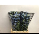 Delphinium Kukekannus Ballkleid 70cm