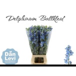 Delphinium Kukekannus Ballkleid 80cm