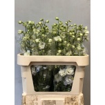 Delphinium Kukekannus Centurion White 80cm