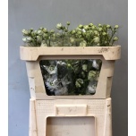 Delphinium Kukekannus Centurion White 70cm