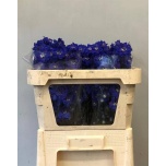 Delphinium Kukekannus Dewi Blue Star 70cm