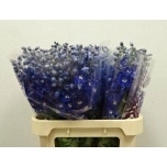 Delphinium Kukekannus Dewi Blue Star 80cm