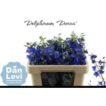 Delphinium Kukekannus Donna 50cm