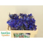 Delphinium Kukekannus Donna 50cm