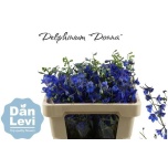 Delphinium Kukekannus Donna 50cm