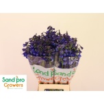 Delphinium Kukekannus Donna 70cm