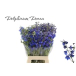 Delphinium Kukekannus Donna 70cm