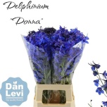 Delphinium Kukekannus Donna 70cm