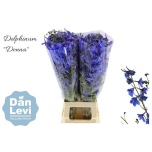 Delphinium Kukekannus Donna 80cm