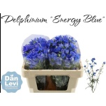 Delphinium Kukekannus Energy Blue 50cm