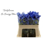 Delphinium Kukekannus Energy Blue 50cm