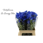 Delphinium Kukekannus Energy Blue 60cm