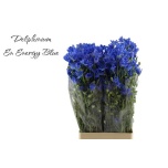 Delphinium Kukekannus Energy Blue 70cm