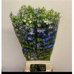 Delphinium Kukekannus Energy Blue 80cm