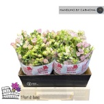 Delphinium Kukekannus Energy Pink 40cm