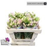 Delphinium Kukekannus Energy Pink 50cm