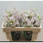 Delphinium Kukekannus Energy Pink 50cm
