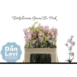 Delphinium Kukekannus Energy Pink 50cm