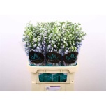 Delphinium Kukekannus Guard Lavender 80cm