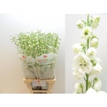 Delphinium Kukekannus Guard White 70cm