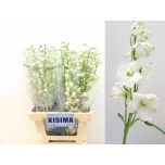 Delphinium Kukekannus Guard White 70cm