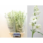 Delphinium Kukekannus Guard White 80cm
