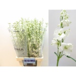 Delphinium Kukekannus Guard White 90cm
