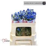 Delphinium Kukekannus Jenny Pearl 50cm