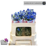 Delphinium 50cm Kukekannus Jenny Pearl