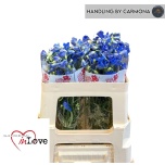 Delphinium Kukekannus Jenny Pearl 50cm