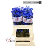 Delphinium Kukekannus Jenny Pearl 60cm