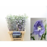 Delphinium Kukekannus Magic Fountains Lavender 70cm