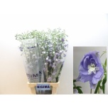 Delphinium Kukekannus Magic Lavender 90cm