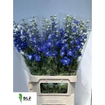 Delphinium Kukekannus Morning Lights 100cm