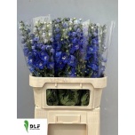 Delphinium Kukekannus Morning Lights 80cm