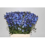 Delphinium Kukekannus Neds Diever 50cm
