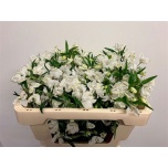 Delphinium Kukekannus Silk White 50cm