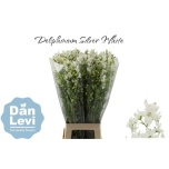 Delphinium Kukekannus Silk White 80cm
