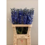 Delphinium Kukekannus Centurion Skyblue 90cm