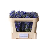 Delphinium Kukekannus Volkerfriede 60cm