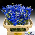 Delphinium Kukekannus Volkerfriede 70cm