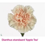 Dianthus Nelk ST Apple Tea*20