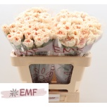 Dianthus Nelk ST Apple Tea*20