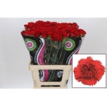 Dianthus Nelk ST Arona*20