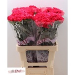 Dianthus Nelk ST Bizet*20