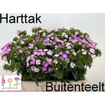 Dianthus Nelk BR Amazone Pink Magic 50-55cm*10